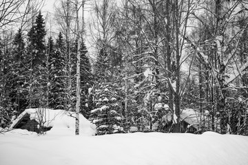Winter in Schweden. Der dunkle Wald von Hälsingland