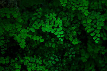 Natural green background of leaves.