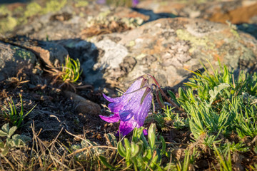 a mountain bell flower with dew drops in the early morning next to the stones and grass background image.