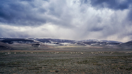 Mongolia gloomy weather sheep running around the mountains