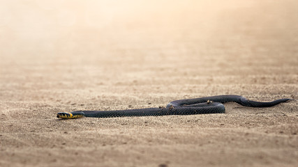 Snake CRAWLING on the sand under the bright light of the sun