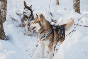 Хаски зимой