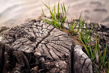Old wooden stump and green grass growing out of it