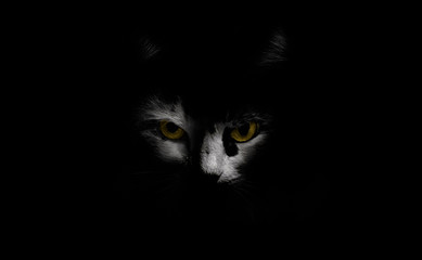 In complete darkness cat's face with yellow eyes