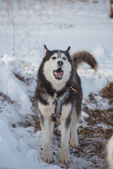 Хаски зимой