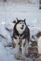 Хаски зимой
