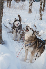 Хаски зимой