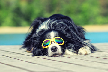 dog posing on the pier by the water with sunglasses