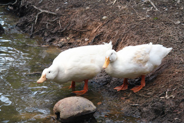Duck, Geese, Goose, Swan
