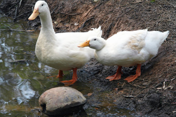 Duck, Geese, Goose, Swan