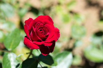 赤いばら「ナディア」の花のアップ 