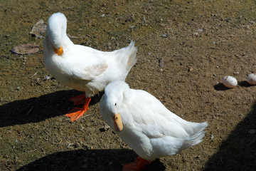 Duck, Geese, Goose, Swan