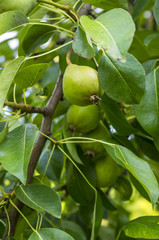 Niedojrzałe gruszki