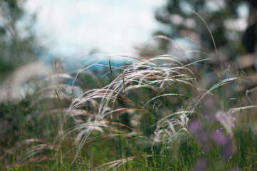 feather grass in a forest glade
