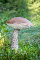 Plakat Edible mushroom birch bolete in grass with blurred background