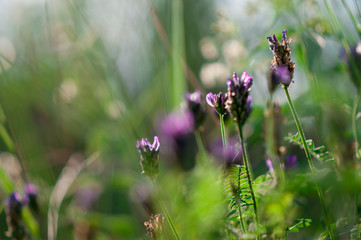 plants and flowers in a forest glade