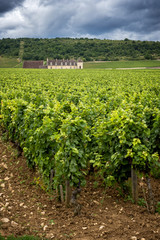 Fototapeta na wymiar Chateau with vineyards, Burgundy, France