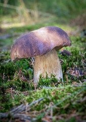 Edible mushroom penny bun in moss
