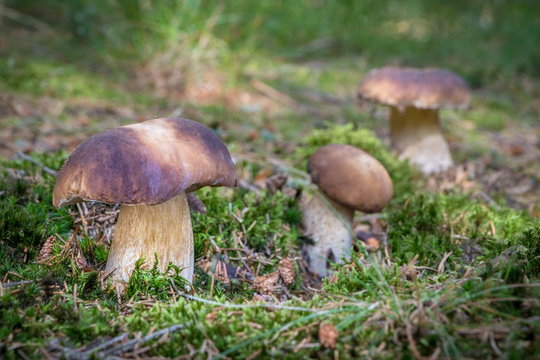 Group of edible mushroom boletus edulis known as penny bun