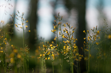 plants and flowers in a forest glade
