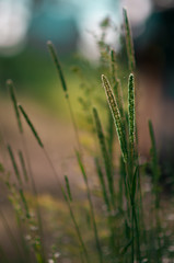 plants and flowers in a forest glade