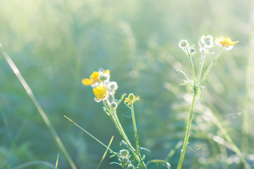 plants and flowers in a forest glade