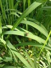 EDF Fliege auf Schilf