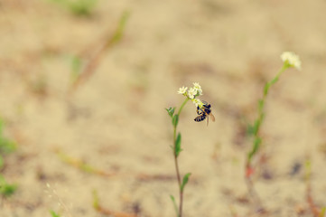 one bee sit on a small flower