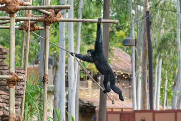 Monkey Flying on Ropes at the Zoo