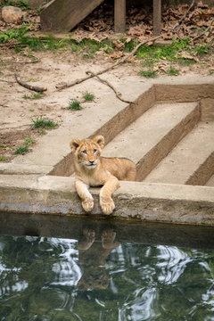 Baby Cub At The Zoo With Water Reflection