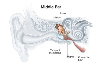 Middle ear anatomy, medical illustration