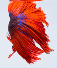 Fototapeta premium Halfmoon betta fish, siamese fighting fish, Capture moving of fish, abstract background of fish tail