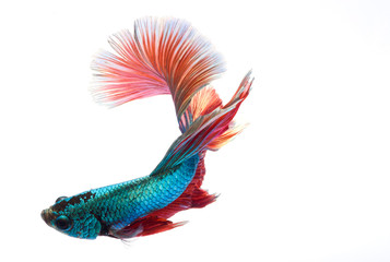 Halfmoon betta fish, siamese fighting fish, Capture moving of fish, Betta splendens