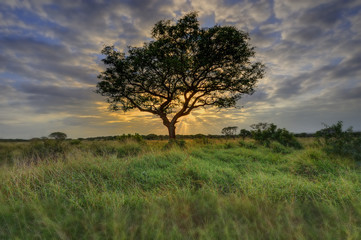 Fototapeta na wymiar ACACIA THORN TREE in Natal sand forest, Zululand, South Africa