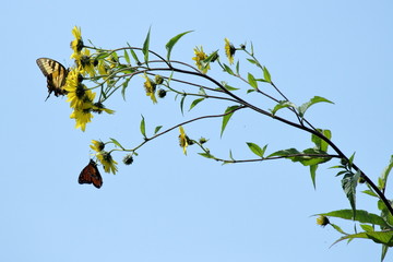 Butterflies flutter around a very tall stalk of wild sunflowers against a blue, September sky.
