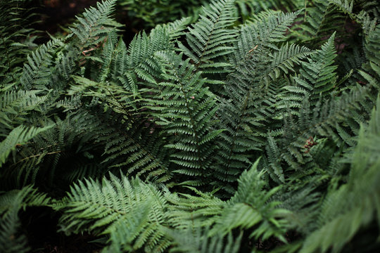 Perfect natural fern pattern. Beautiful background made with young green fern leaves. Color of kale.