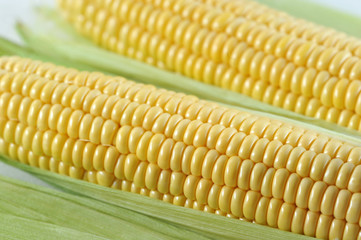 Corncobs fill the whole frame forming a background. Close-up. Macro photography.