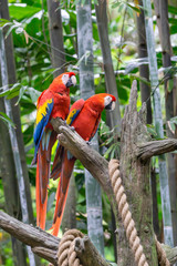 Parrots Perches on a Branch in the Forest with a rope