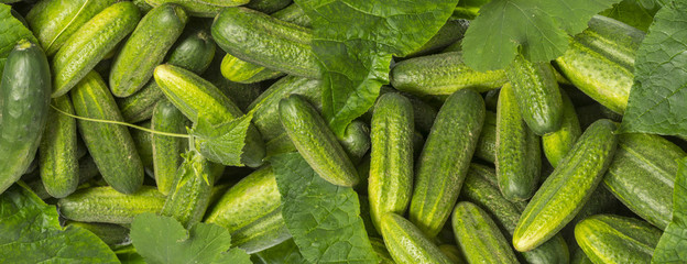 cucumbers close up in the detail - harvest