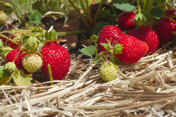 summer fruits organic strawberry field straw agriculture