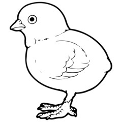 Chicken cartoon illustration isolated on white background for children color book