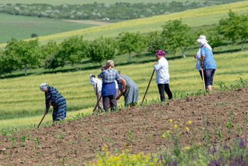 Die Landschaft in und um Balti in Moldawien (Bauern bestellen das Feld)