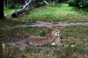 Beautiful Cheetah , Acinonyx jubatus lying down on green grass and looking at camera. vigilant gepard closeup. Photograph taken in the zoo.