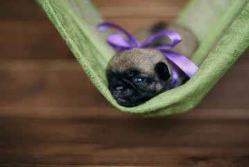 Newborn puppy pug