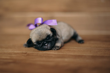 Newborn puppy pug