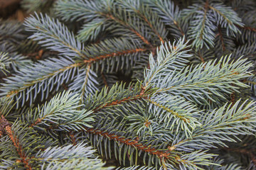 Naklejka na ściany i meble blue spruce close up needles and branches