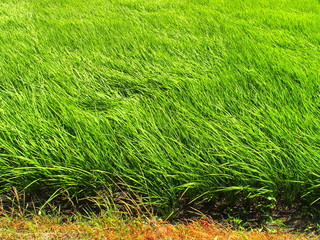 畦道と風に吹かれる青田