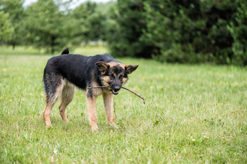 German shepherd in the park holds a stick in the teeth