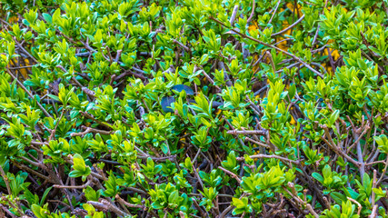 Tiny green leaves background. Close-up of natural wall texture pattern with foliage and branches