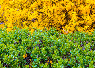 Tiny green leaves and yellow blossom on background. Close-up of natural pattern with foliage and branches